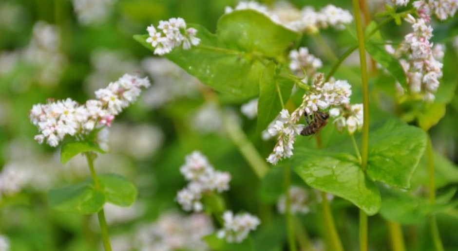 Greenpeace: pszczele produkty nie są wolne od pestycydów