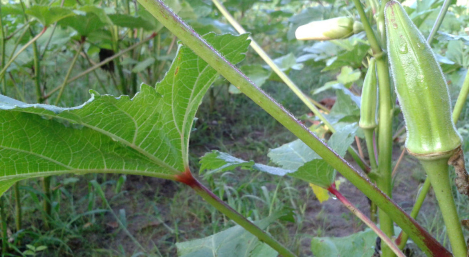 Okra - mało znana, a smaczna