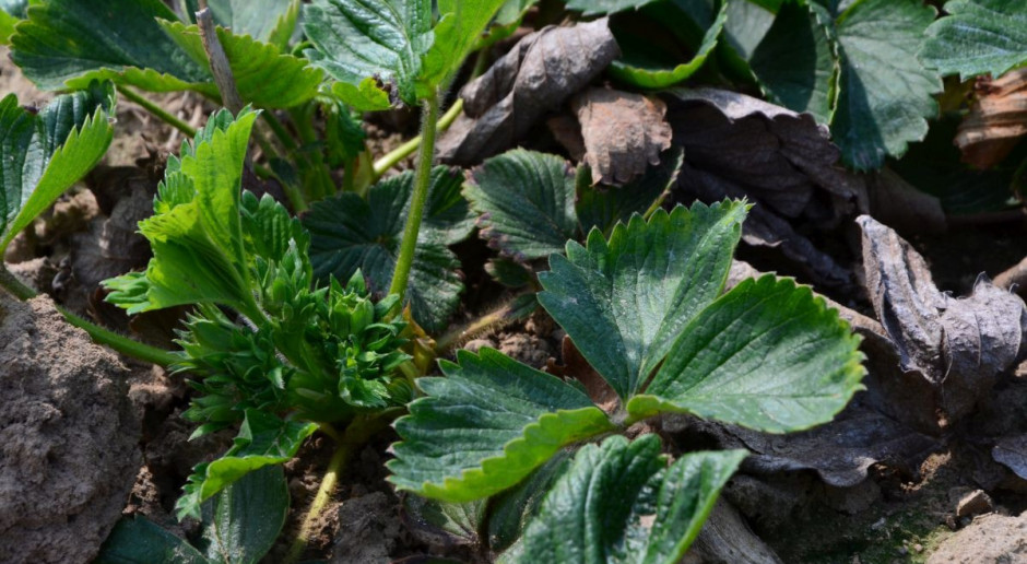 Konieczna lustracja plantacji truskawek