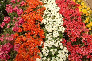 Kwieciste dywany z kwiatów jednorocznych