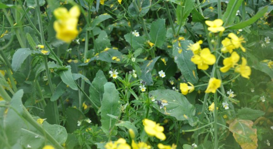 Canola nadrabia dystans do rzepaku