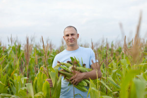 We Francji ostateczny zakaz upraw zmodyfikowanej genetycznie kukurydzy