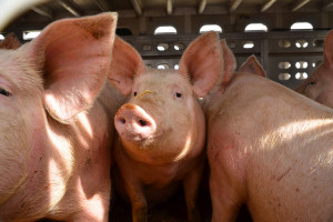 Czarnecki obiecuje pomoc hodowcom wieprzowiny z Wielkopolski