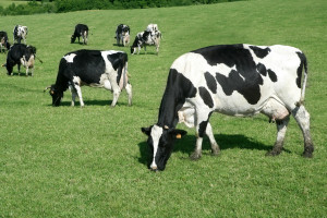 Jaką mieszankę traw wybrać dla bydła ?