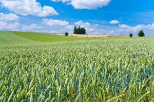 Izba Zbożowo-Paszowa: rynek zbóż jest stabilny