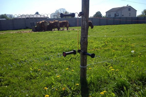 Montujemy pastucha elektrycznego dla bydła