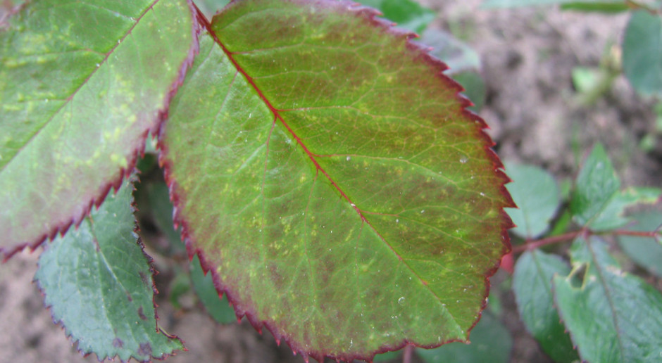 Skoczek liściowy - szkodnik na roślinach ozdobnych