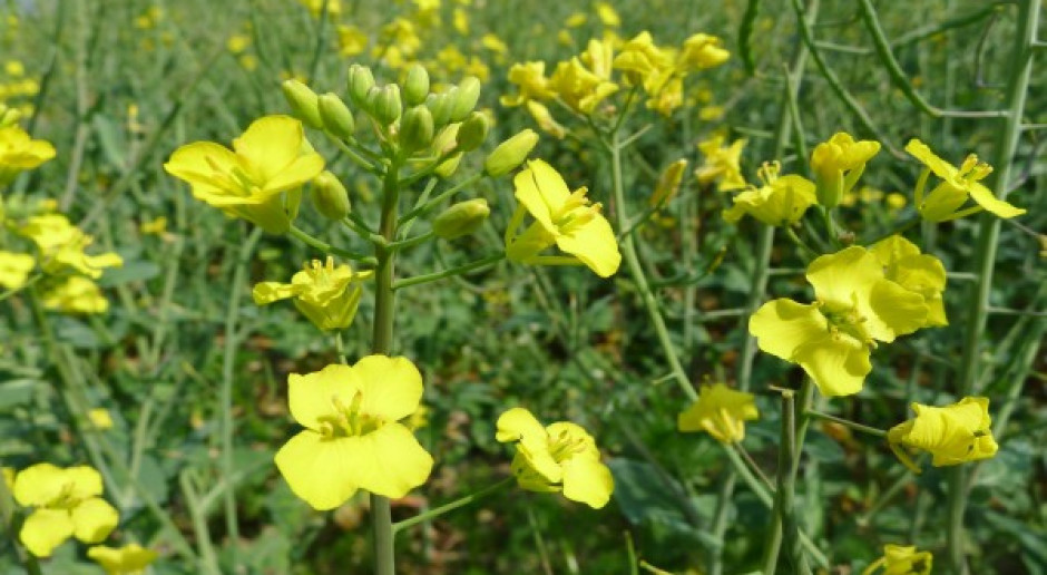Monotonne notowania oleistych