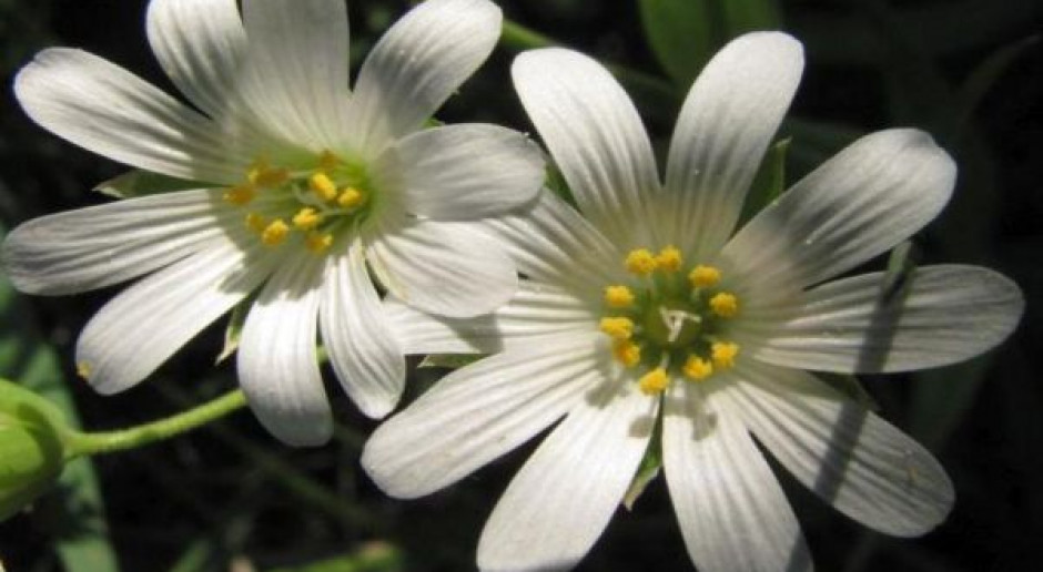 Nektar – naturalny pokarm pszczół