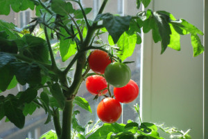 Uprawa pomidorów - cięcie