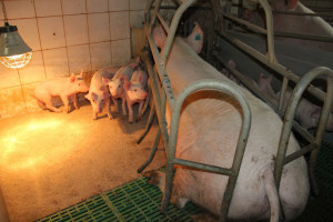 Dodatkowe środki ostrożności ws. epidemicznej biegunki świń