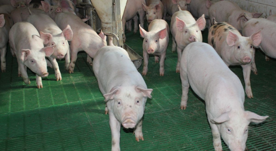 Trudno liczyć na rekordowe ceny świń w trzecim kwartale roku