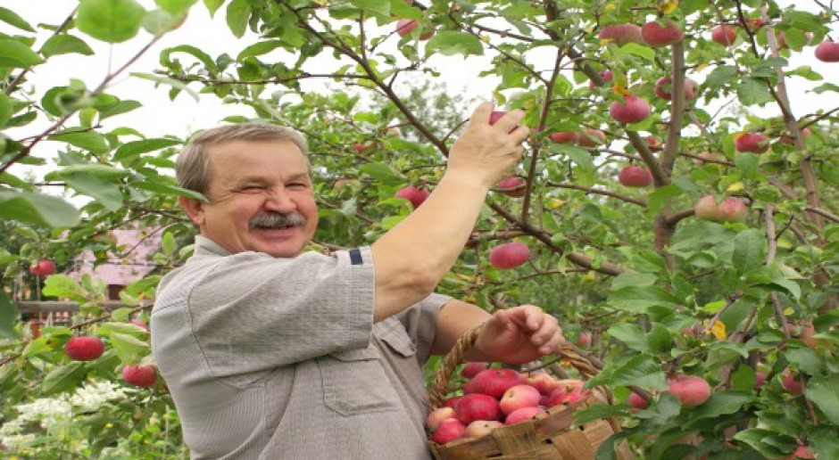 Europa pozostanie głównym odbiorcą polskich jabłek