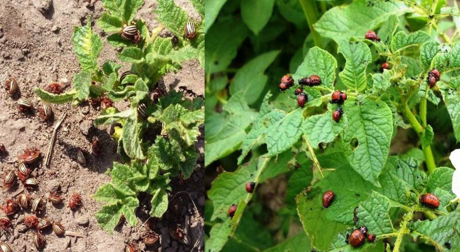 Plantacjom ziemniaków zagraża stonka ziemniaczana