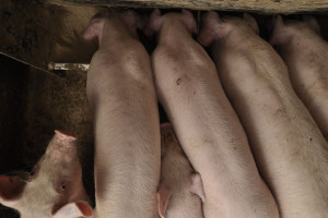Mamy nowe normy żywienia świń