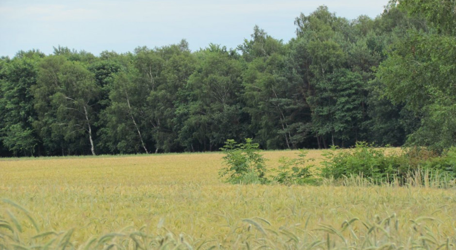 Zazielenienie – komu płatność, komu kara?