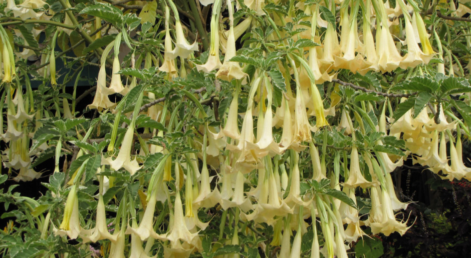 Brugmansia - anielskie trąby w ogrodzie