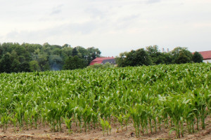 Nierówna kukurydza