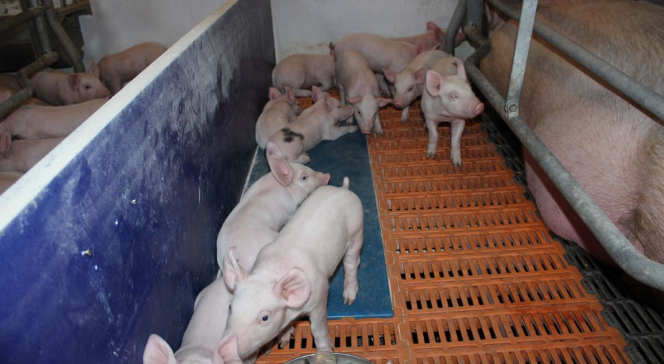 Wodna instalacja do dogrzewania prosiąt
