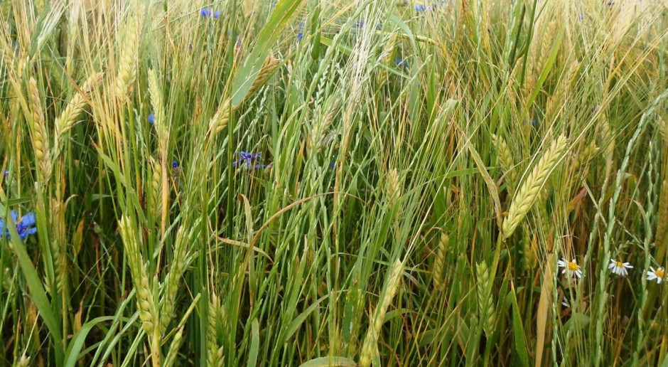 Desykacja zbóż - kiedy jest konieczna