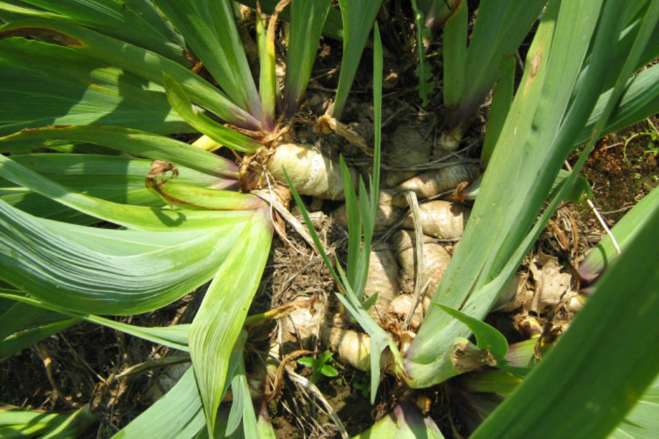 ирис корневой. ирисы корневищные. ирис корневой. ирис сибирский корневище. ирис корневой.