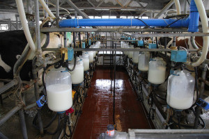Duże modernizacje w największych mleczarniach
