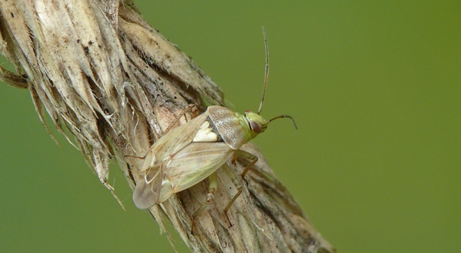 Zmiennik lucernowiec – szkodnik upraw gruntowych