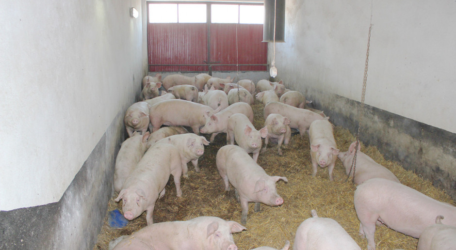 Pasożyty zewnętrzne świń