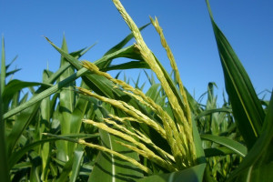 Wiechowanie kukurydzy