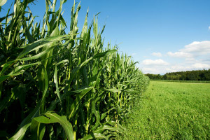 KE: UE nakłada cło importowe na kukurydzę, sorgo i żyto