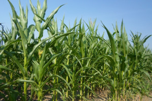 Czy będą mniejsze plony zielonej masy kukurydzy?