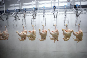 Ministerstwo Gospodarki zleca obniżenie cen kurzego mięsa