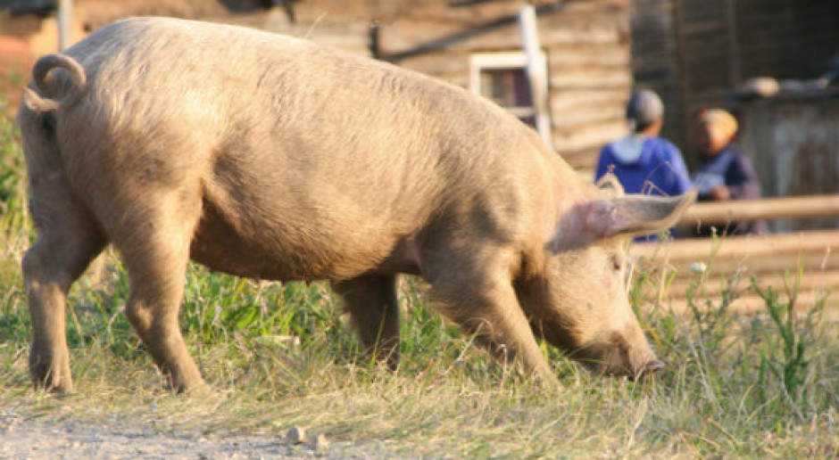 Na Litwie wykryto ASF na jednej z największych farm