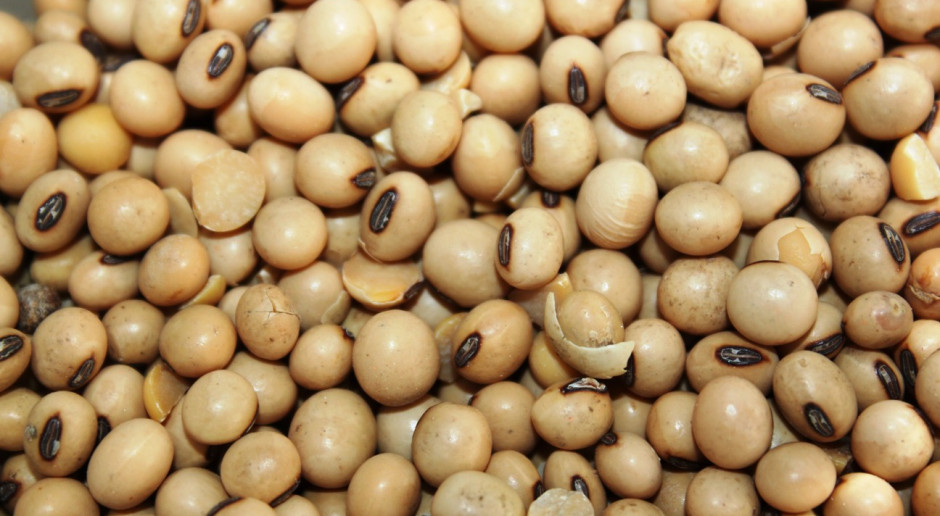 Globalne zapowiedzi Syngenty