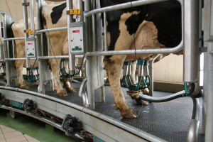Na Słowacji cena mleka również spada