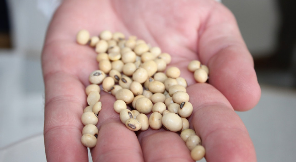40 proc. upraw GMO jest w USA