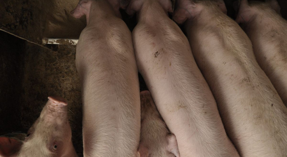 Selen w żywieniu świń – małe ilości, wielkie znaczenie