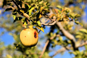 Owocówki &#8211; szkodniki jabłek i śliwek