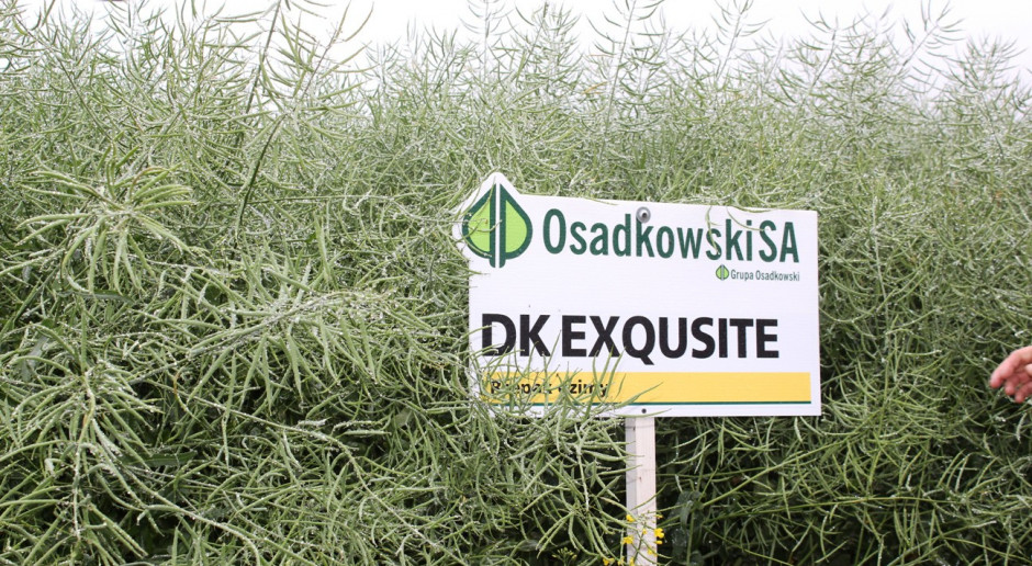 Wyniki plonowania odmian rzepaku ozimego od Monsanto
