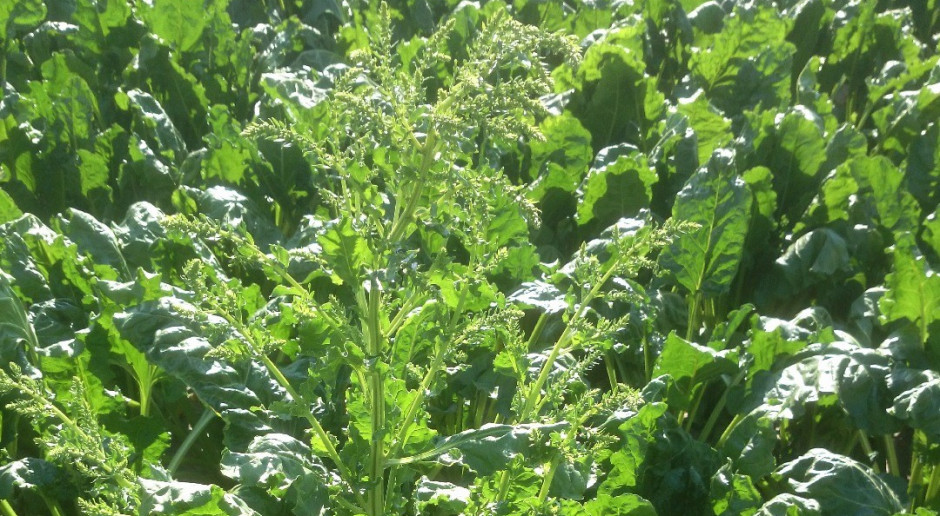 Chwasty, burakochwasty i pośpiechy należy usunąć z plantacji buraków cukrowych