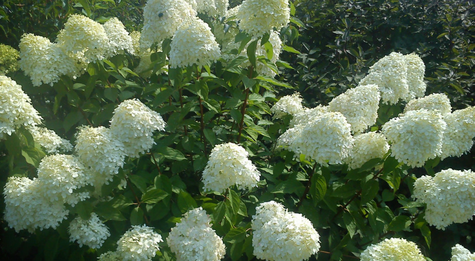 Hortensja bukietowa – królowa lata