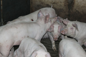 Kanibalizm u świń - częściej w systemie bezściołowym