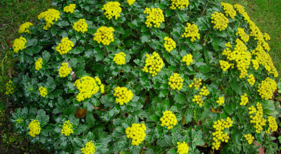 Ajania - krewniaczka chryzantemy
