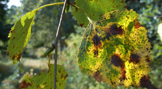 Najczęstsze choroby krzewów ozdobnych cz.2: Choroby liści