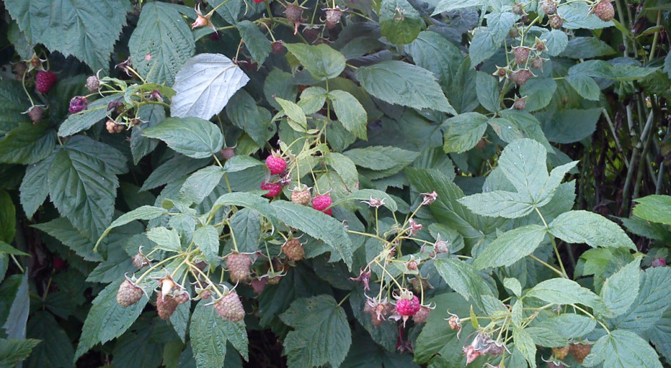 Maliny po zbiorach