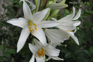 Lilia biała &#8211; nietypowa lilia