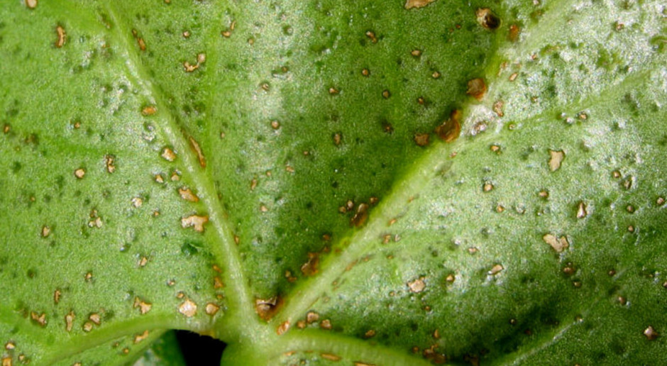 Endema - dziwna choroba pelargonii