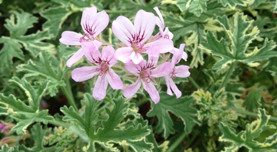 Pelargonie o pachnących liściach