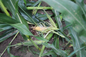 Dziki i omacnica szkodzą w kukurydzy na Podlasiu