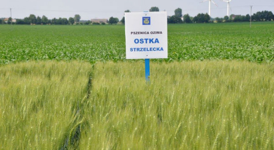 Najcenniejsze odmiany zbóż ozimych